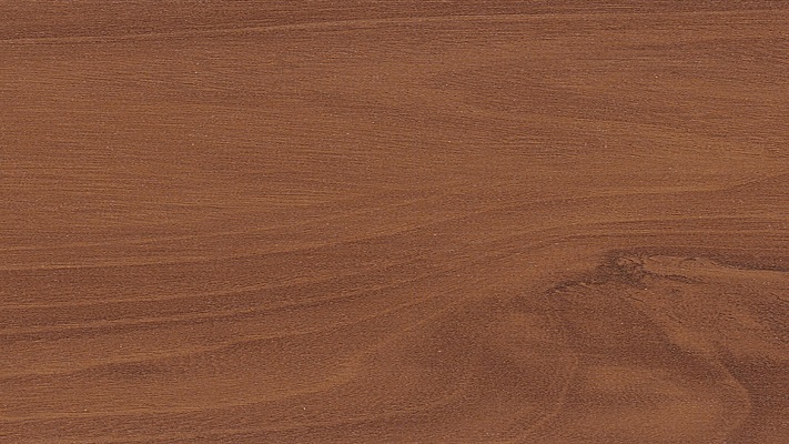 Eastern Elm Cornell