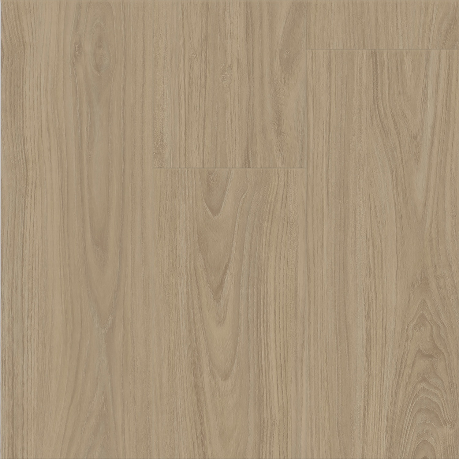 Lacebark Elm Wheat 270293004