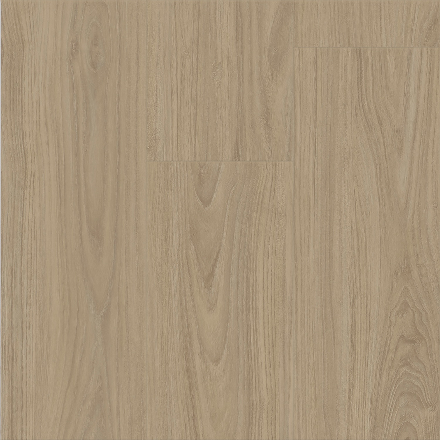 Lacebark Elm Wheat 270293004